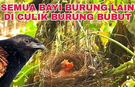 Burung Bubut Makan Ular